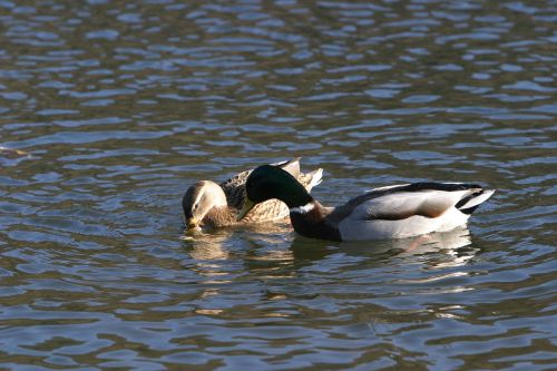 wild ducks altmühl water