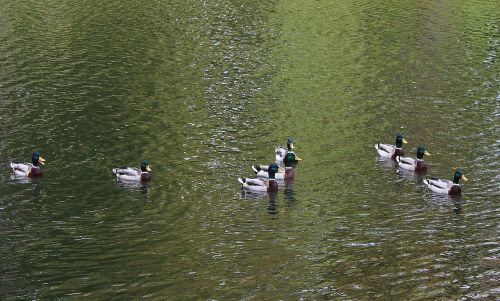 wild ducks mallard duck pond