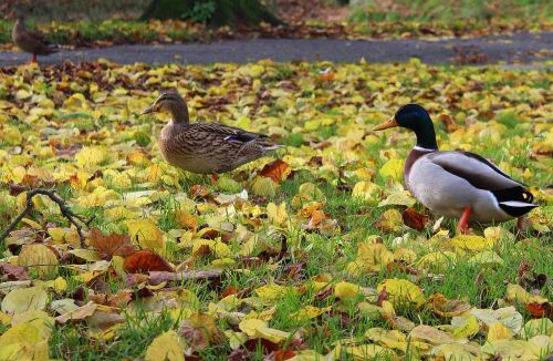 wild ducks para wild birds