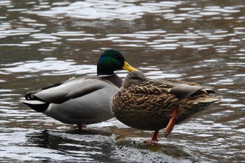 wild ducks lake nature