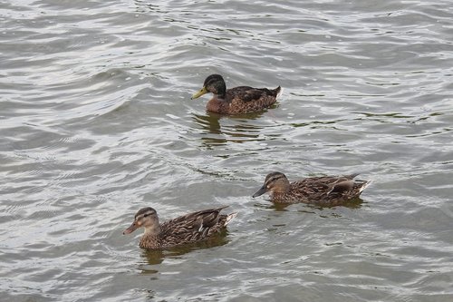 wild ducks  lake  water