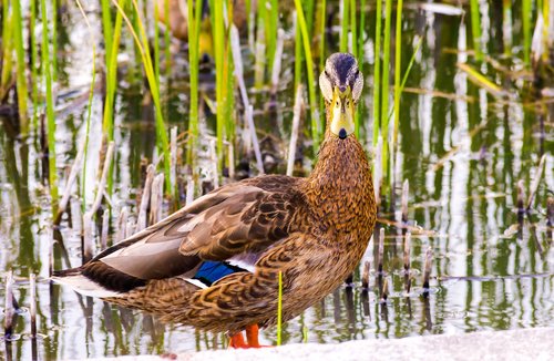 wild ducks  lake  nature
