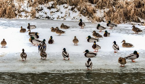 wild ducks  river  water