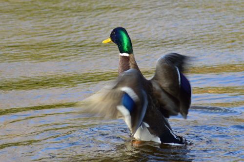 wild ducks bird water