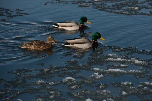 wild ducks water winter