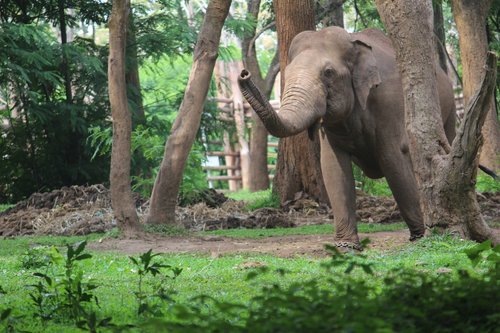 wild elephant  angry elephant  foraging elephant