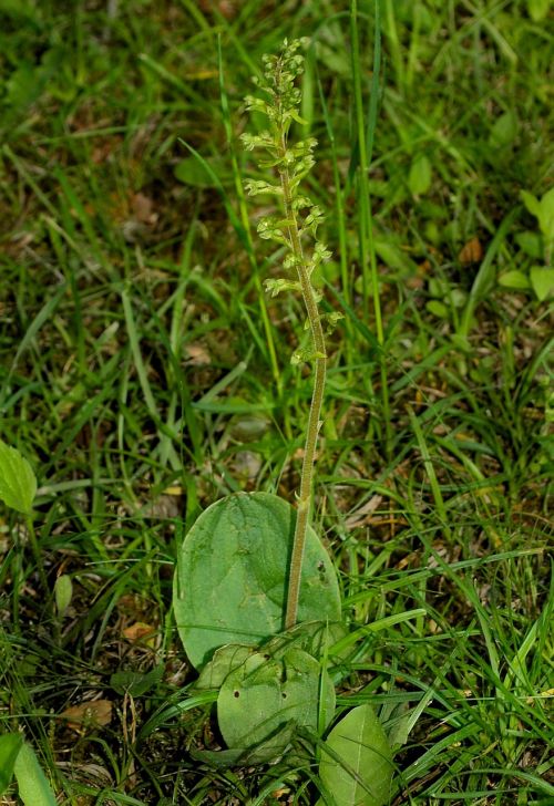wild european orchid listera ovata orchid