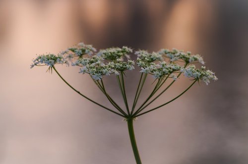 wild fennel  wild carrot  nature