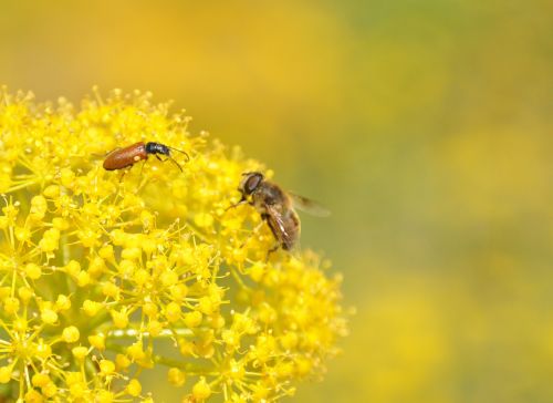 wild fennel insects bee