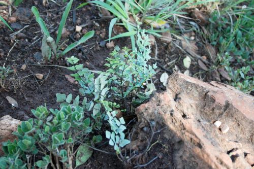 Wild Fern Plant