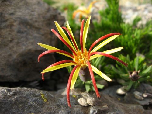 wild flora native flower lircay