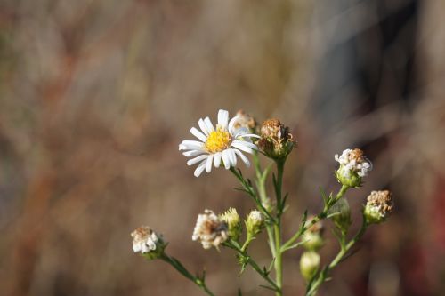 wild flower close up focus