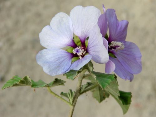 lilac hibiscus wild flower flower
