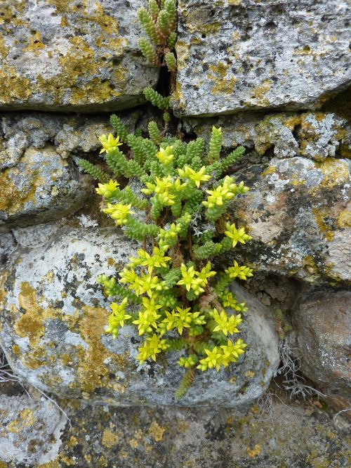 wild flower drywall yellow