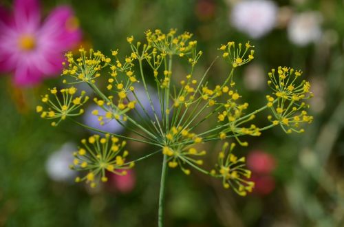 wild flower herbs medicinal plant