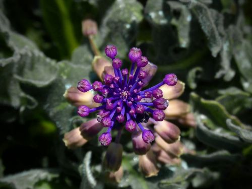 wild flower beauty symmetry