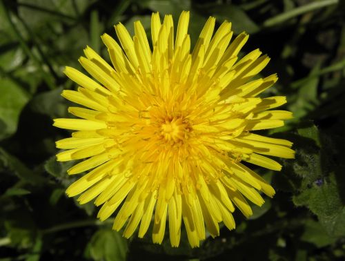 wild flower yellow flowers yellow flower