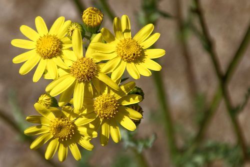 wild flower yellow yellow flowers