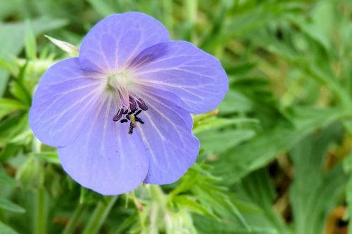 wild flower blossom bloom