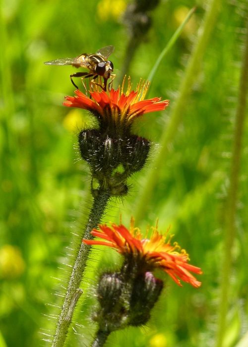 wild flower plant meadow