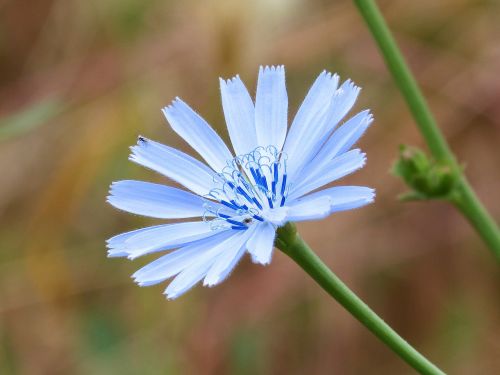 wild flower blue flower detail