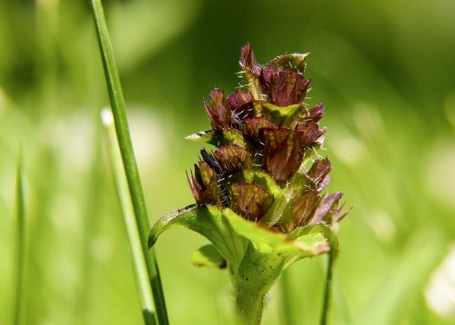 wild flower wild plant nature