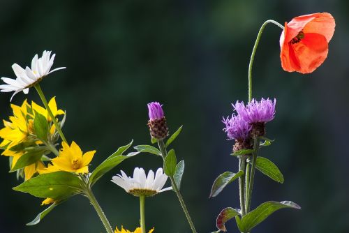 wild flower nature flowers