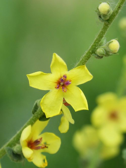 wild flower yellow flower cocoon