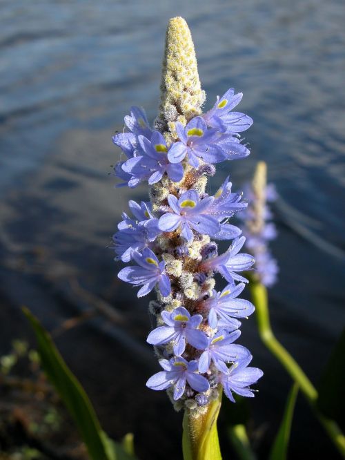 wild flower flower floral