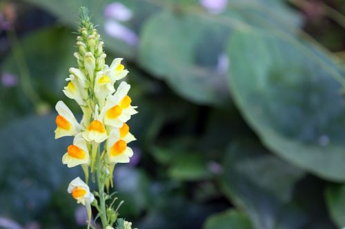 wild flower linaria vulgaris a yellow flower
