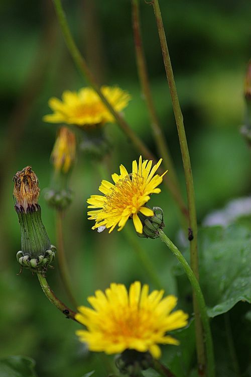 wild flower flowers floral