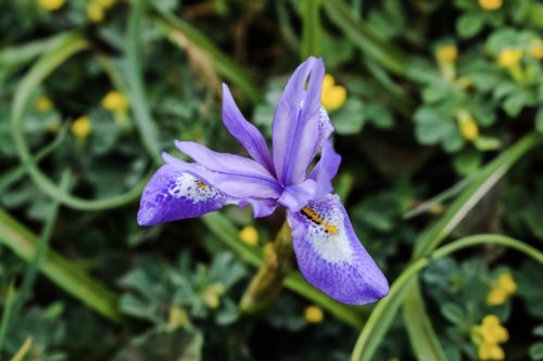 wild flower purple colorful