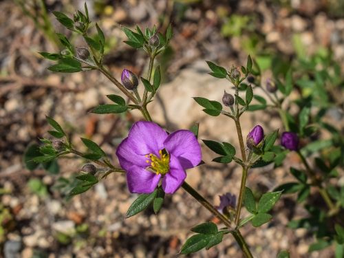 wild flower purple plant