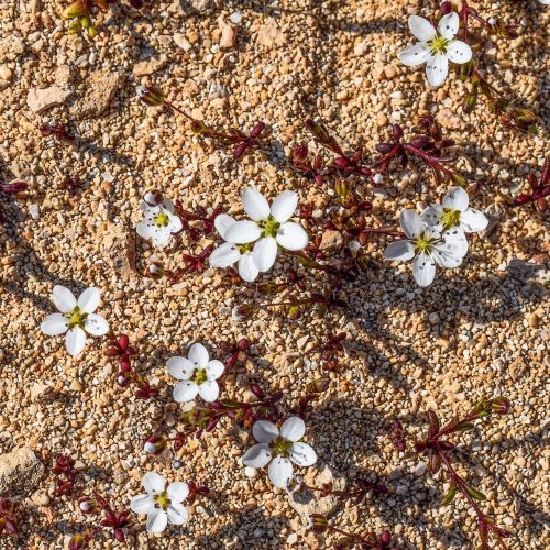 wild flower white tiny