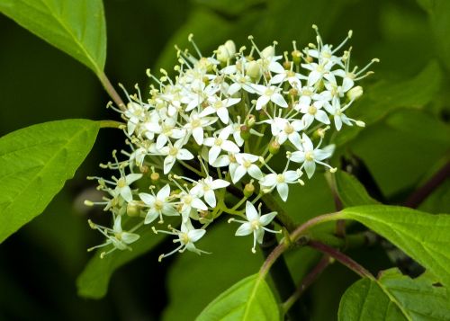 wild flower green white