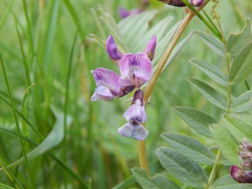 wild flower purple close