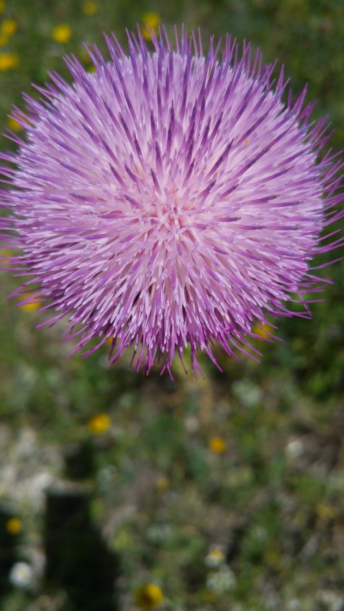 wild flower thistle flower