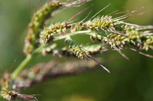 wild flower summer field