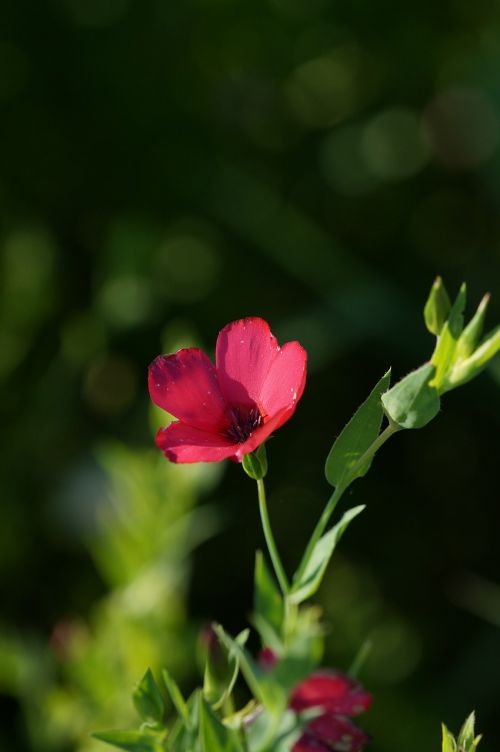 wild flower small red