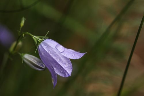 wild flower flower raindrop