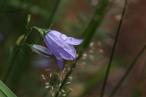 wild flower flower raindrop