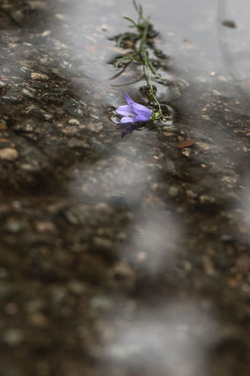 wild flower flower blue