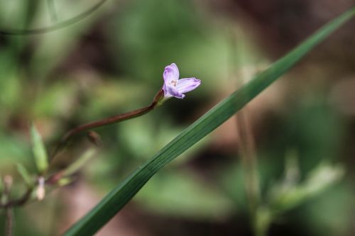 wild flower summer flower flower