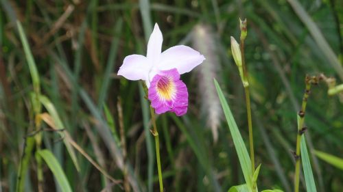 wild flower flower pink