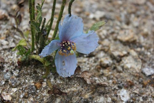 wild flower mountain flower purple