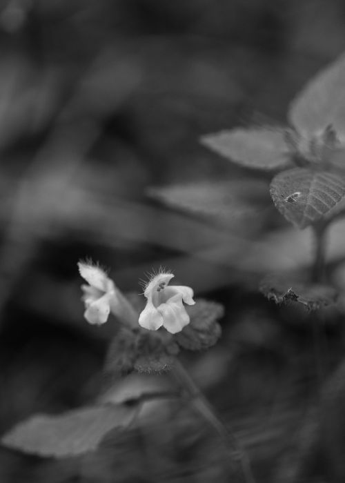 wild flower summer flower summer