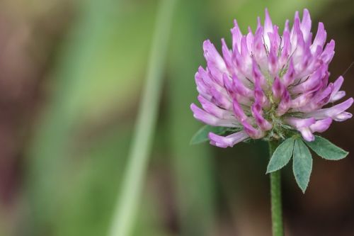 wild flower pink flower