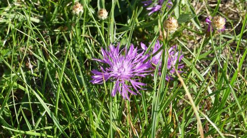 wild flower pointed flower natural plant