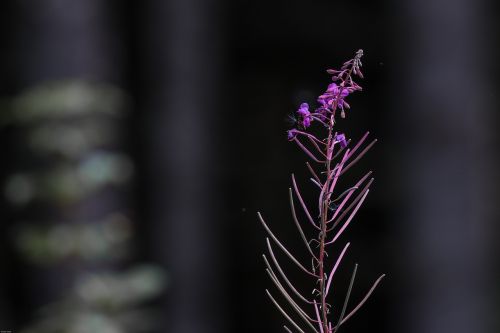 wild flower pointed flower alpine flora