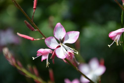 wild flower petal nature